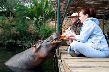 Jessica the rooibos tea drinking hippo